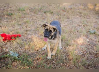 Chip 278067 sucht ein zu Hause