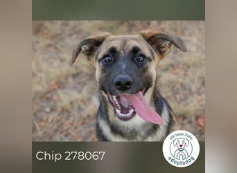 Chip 278067 sucht ein zu Hause