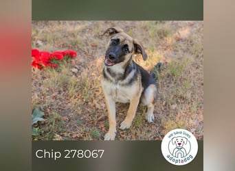 Chip 278067 sucht ein zu Hause