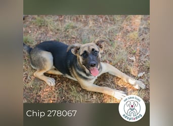 Chip 278067 sucht ein zu Hause