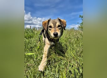 Mayli sucht ein liebevolles Zuhause