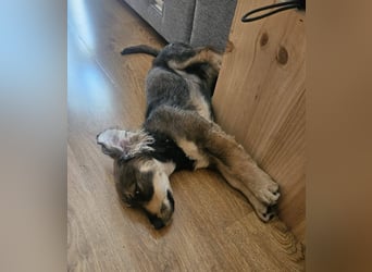 Lux, megahübsch und schlau