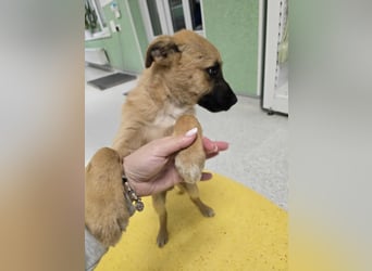 Levi  sucht Rasseliebhaber