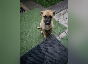 Levi  sucht Rasseliebhaber