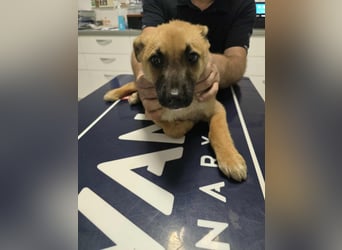 Levi  sucht Rasseliebhaber