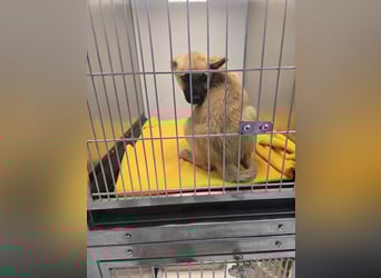 Levi  sucht Rasseliebhaber