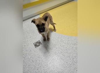 Levi  sucht Rasseliebhaber