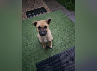 Levi  sucht Rasseliebhaber