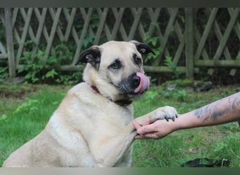 Ares, Schäferhund-Mix, geb. 2016, netter, älterer, gut erzogener Senior