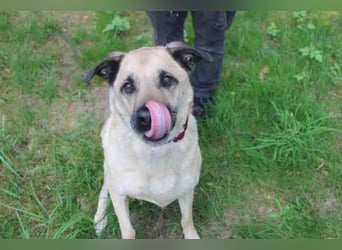 Ares, Schäferhundmix, geb. 2016, sucht liebevolles Zuhause