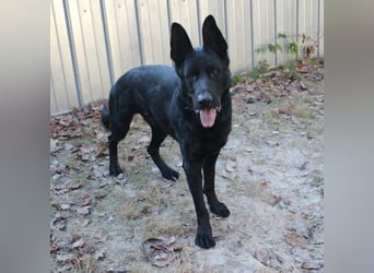 Timo, Schäferhundmix, geb. 2020, ein Hund, der sein Herz ganz leise –,aber für immer verschenkt