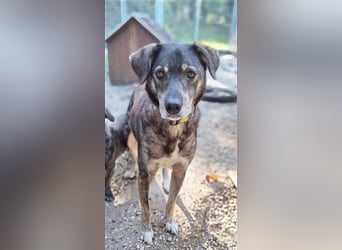 Buck, Schäferhund-Mix, geb. 2014, sucht verständnisvolle, geduldige Besitzer