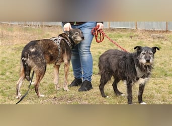 Buck, Schäferhund-Mix, geb. 2014, sucht verständnisvolle, geduldige Besitzer