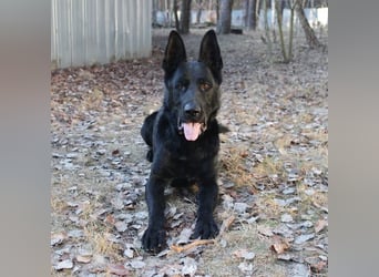 Timo, Schäferhundmix, geb. 2020, ein Hund, der sein Herz ganz leise –,aber für immer verschenkt