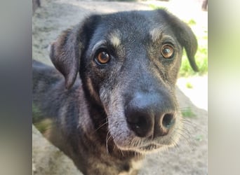 Buck, Schäferhund-Mix, geb. 2014, sucht verständnisvolle, geduldige Besitzer