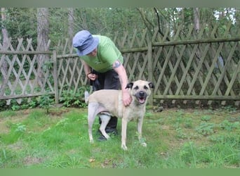 Ares, Schäferhund-Mix, geb. 2016, netter, älterer, gut erzogener Senior