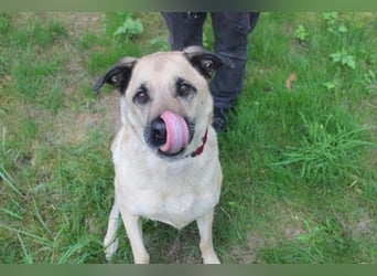 Ares, Schäferhund-Mix, geb. 2016, netter, älterer, gut erzogener Senior