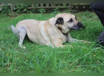 Ares, Schäferhund-Mix, geb. 2016, netter, älterer, gut erzogener Senior