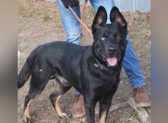 Dante, Schäferhund-Husky-Mix, geb.2024, neugierig, freundlich und voller Energie