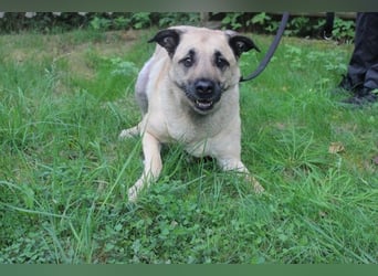 Ares, Schäferhund-Mix, geb. 2016, netter, älterer, gut erzogener Senior