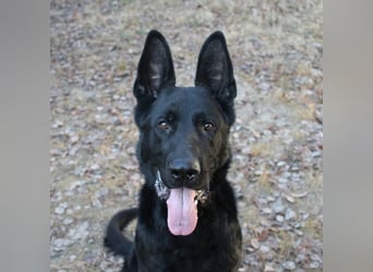 Timo, Schäferhundmix, geb. 2020, ein Hund, der sein Herz ganz leise –,aber für immer verschenkt