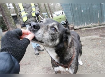 Buck, Schäferhund-Mix, geb. 2014, sucht verständnisvolle, geduldige Besitzer