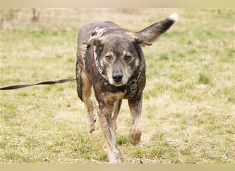 Buck, Schäferhund-Mix, geb. 2014, sucht verständnisvolle, geduldige Besitzer