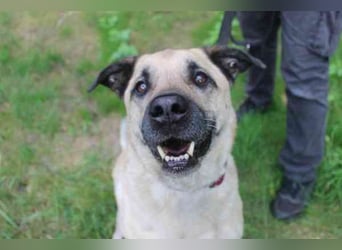 Ares, Schäferhundmix, geb. 2016, sucht liebevolles Zuhause