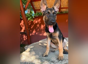 Nara, geboren 20.04.2026, 41cm sucht Trainingspartner