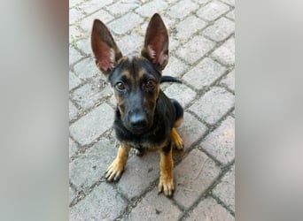 Nara, geboren 20.04.2026, 41cm sucht Trainingspartner