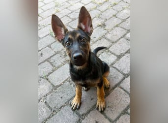Nara, geboren 20.04.2026, 41cm sucht Trainingspartner