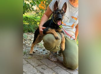 Nara, geboren 20.04.2026, 41cm sucht Trainingspartner