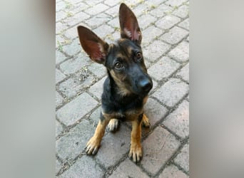 Nara, geboren 20.04.2026, 41cm sucht Trainingspartner