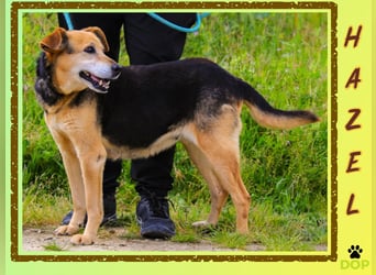 Hazel ❤️ eine sanfte liebe Seniorin