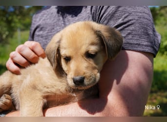 Sechs wunderschöne Schäferhundmischlinge suchen ein Zuhause