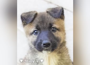 Melli und Mokka suchen ab Januar ein Zuhause.