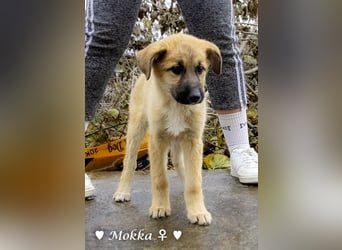 Neue Bilder: Melli, Millie und Mokka suchen ab Januar ein Zuhause.