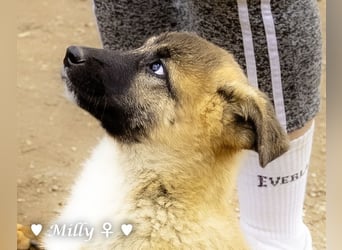 Neue Bilder: Melli, Millie und Mokka suchen ab Januar ein Zuhause.