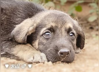 Update: Brenda, Bill, Bob und Bertie suchen ab Anfang Januar ein Zuhause