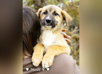 Neue Bilder: Melli, Millie und Mokka suchen ab Januar ein Zuhause.