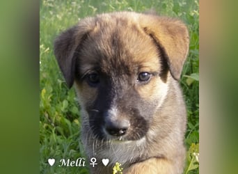 Melli und Mokka suchen ab Januar ein Zuhause.