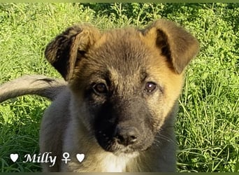 Neue Bilder: Milly  sucht ab Januar ein Zuhause.