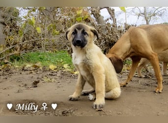 Neue Bilder: Melli, Millie und Mokka suchen ab Januar ein Zuhause.