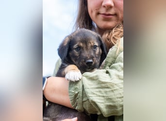 Sechs wunderschöne Schäferhundmischlinge suchen ein Zuhause
