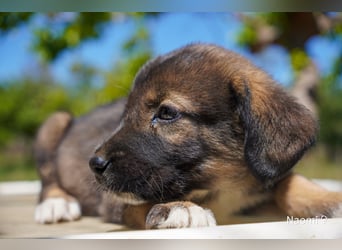 Sechs wunderschöne Schäferhundmischlinge suchen ein Zuhause