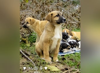 Neue Bilder: Melli, Millie und Mokka suchen ab Januar ein Zuhause.