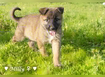Melli und Mokka suchen ab Januar ein Zuhause.