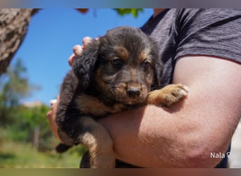 Sechs wunderschöne Schäferhundmischlinge suchen ein Zuhause