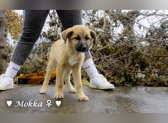 Neue Bilder: Melli, Millie und Mokka suchen ab Januar ein Zuhause.