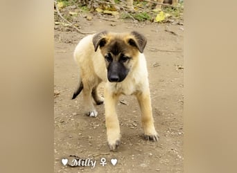 Neue Bilder: Melli, Millie und Mokka suchen ab Januar ein Zuhause.